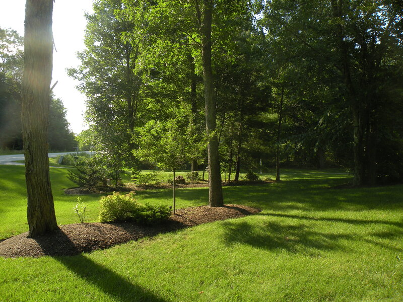 Trees in a Grassy Yard