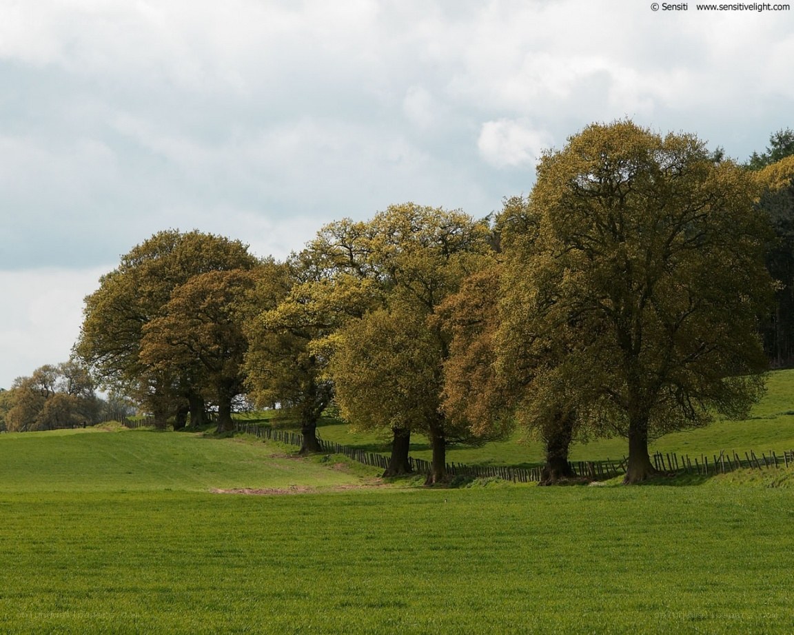 Trees in a green field