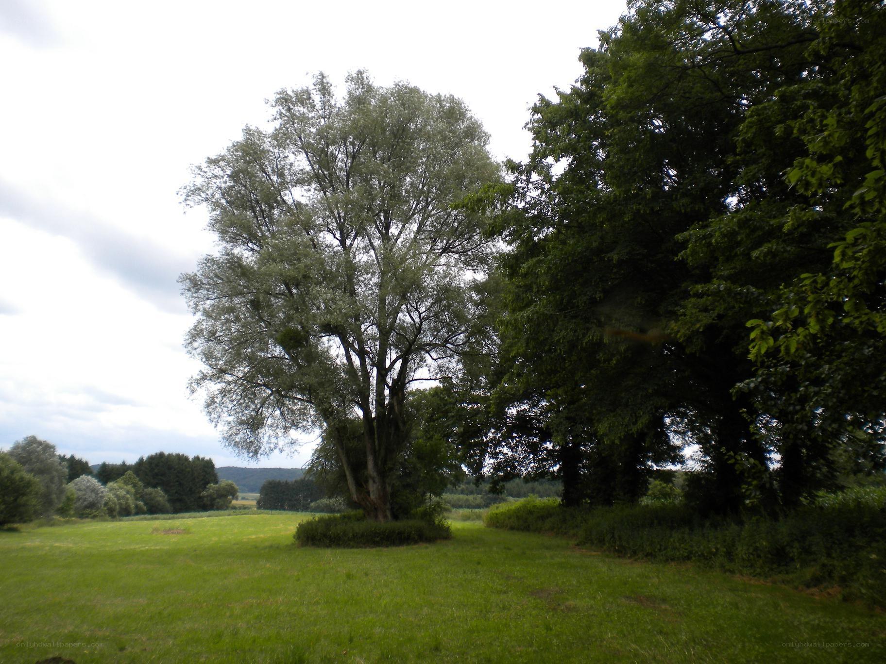 Trees in a green field