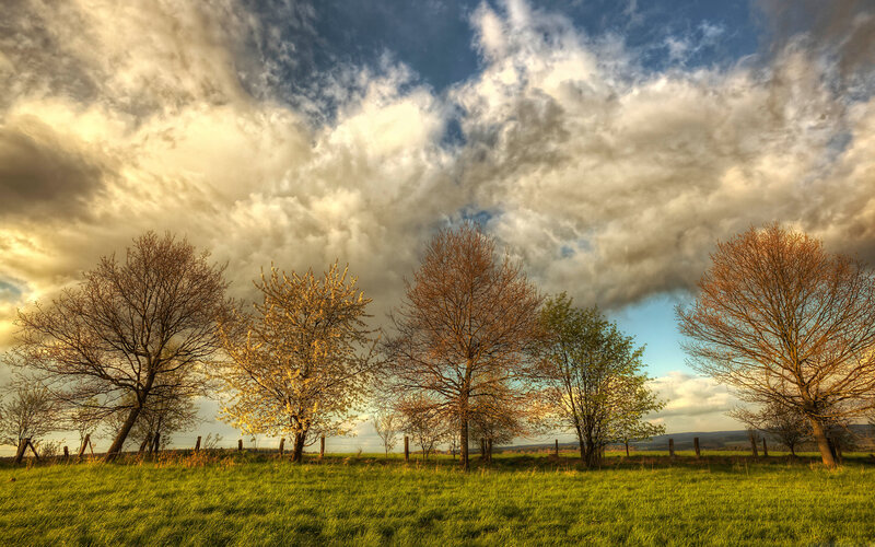 Trees in a Green Field — Dramatic