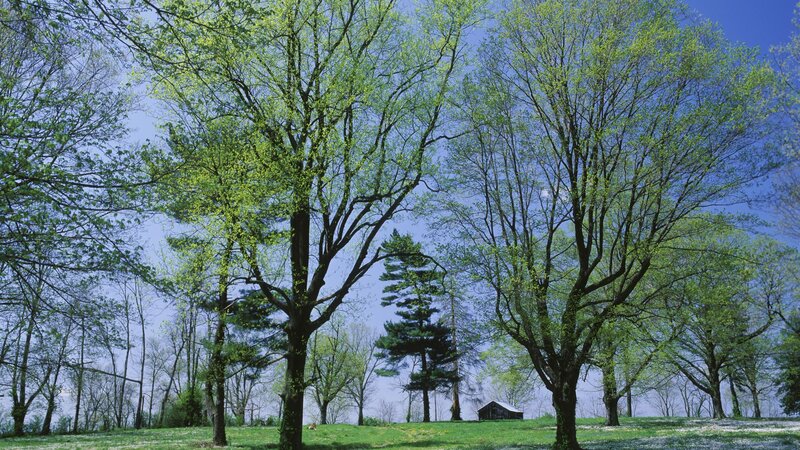 Trees in a green field