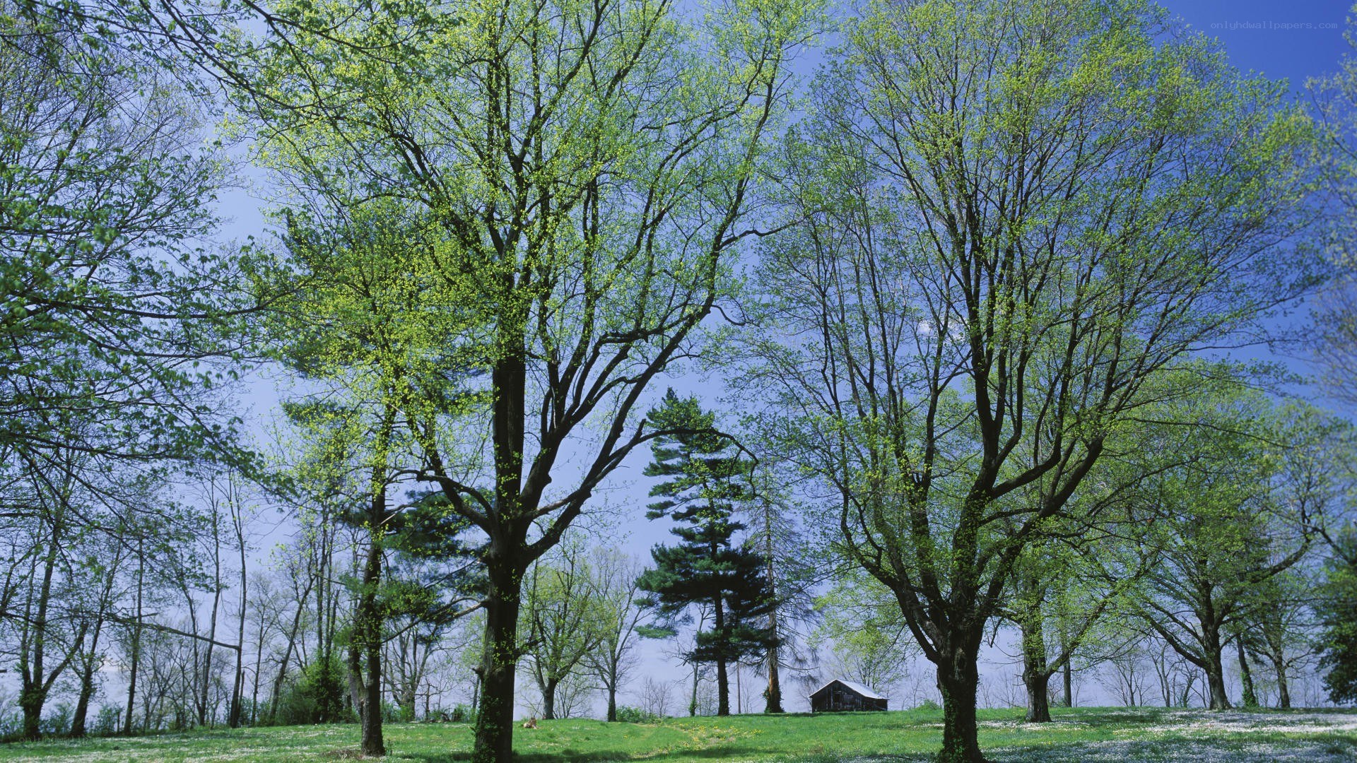 Trees in a green field