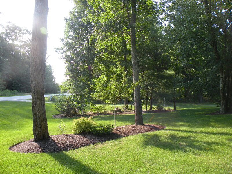 Trees in a Landscaped Yard