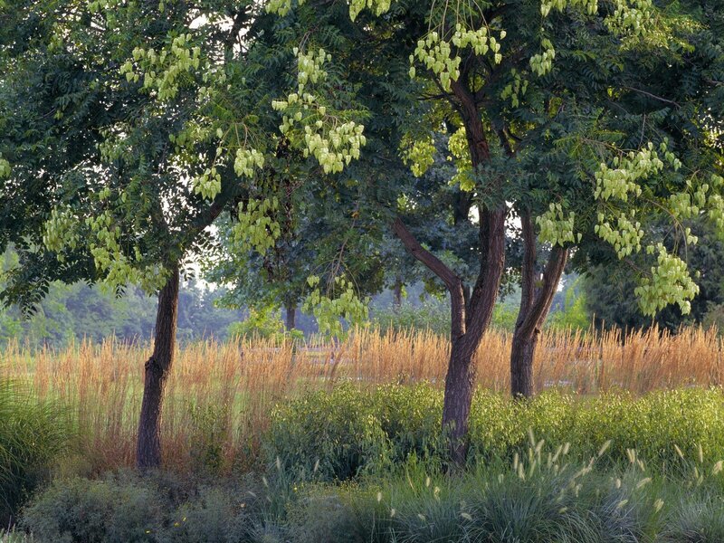Trees in a Meadow