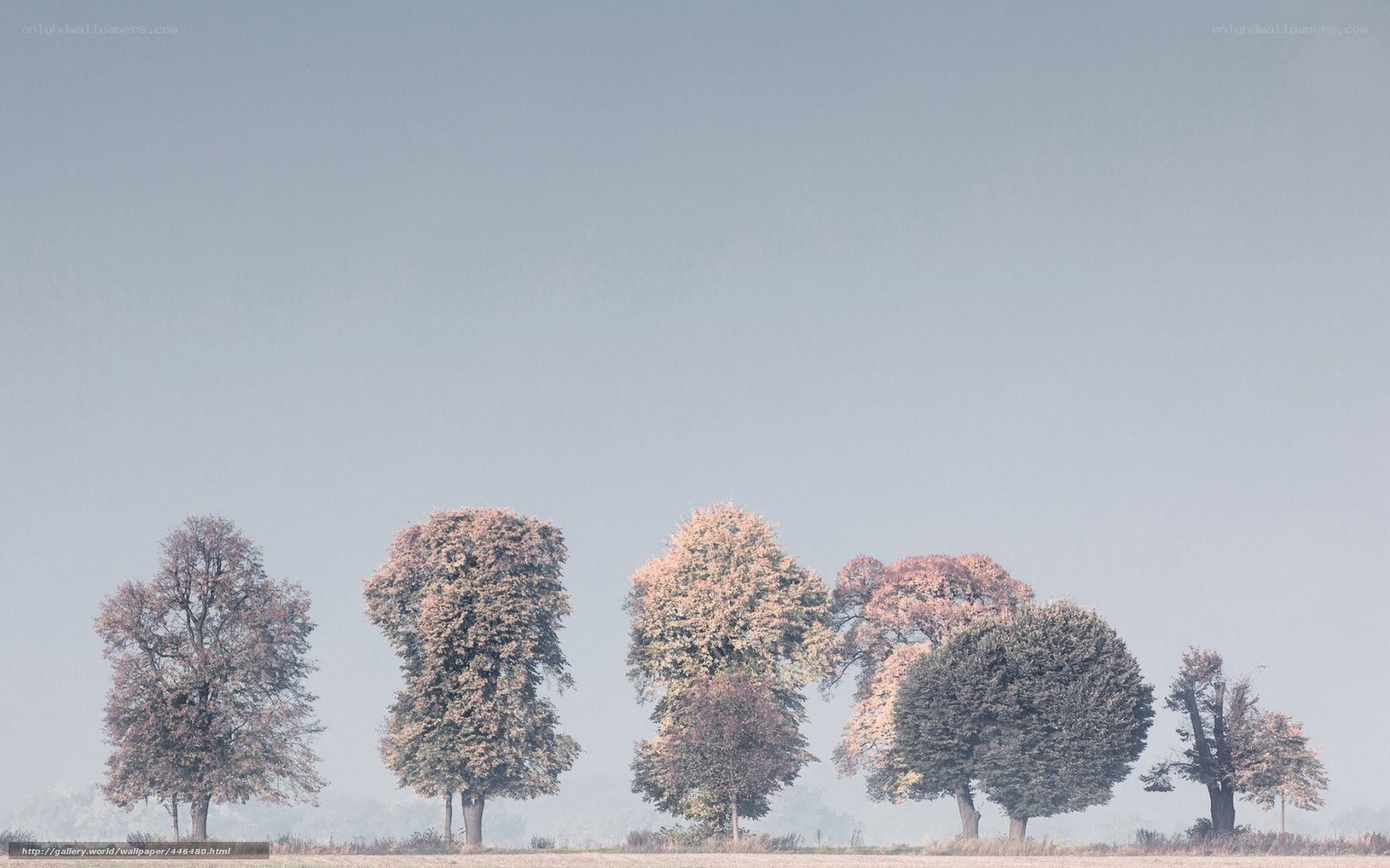 Trees in a misty field