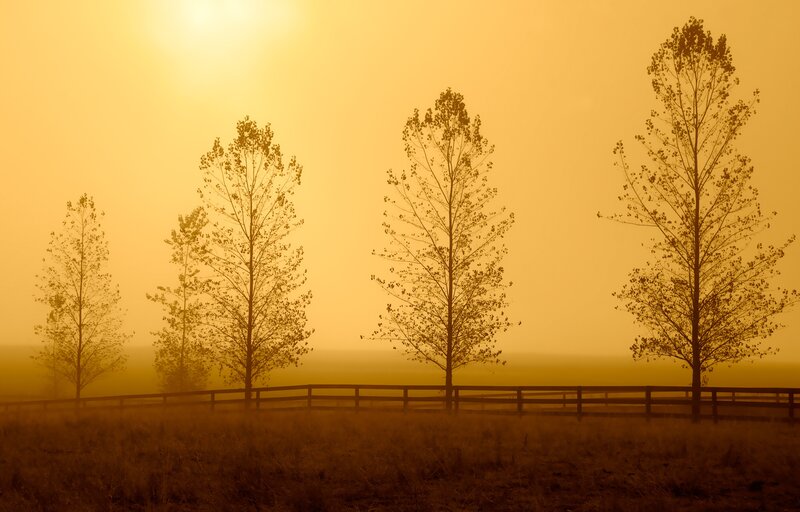 Trees in a misty field