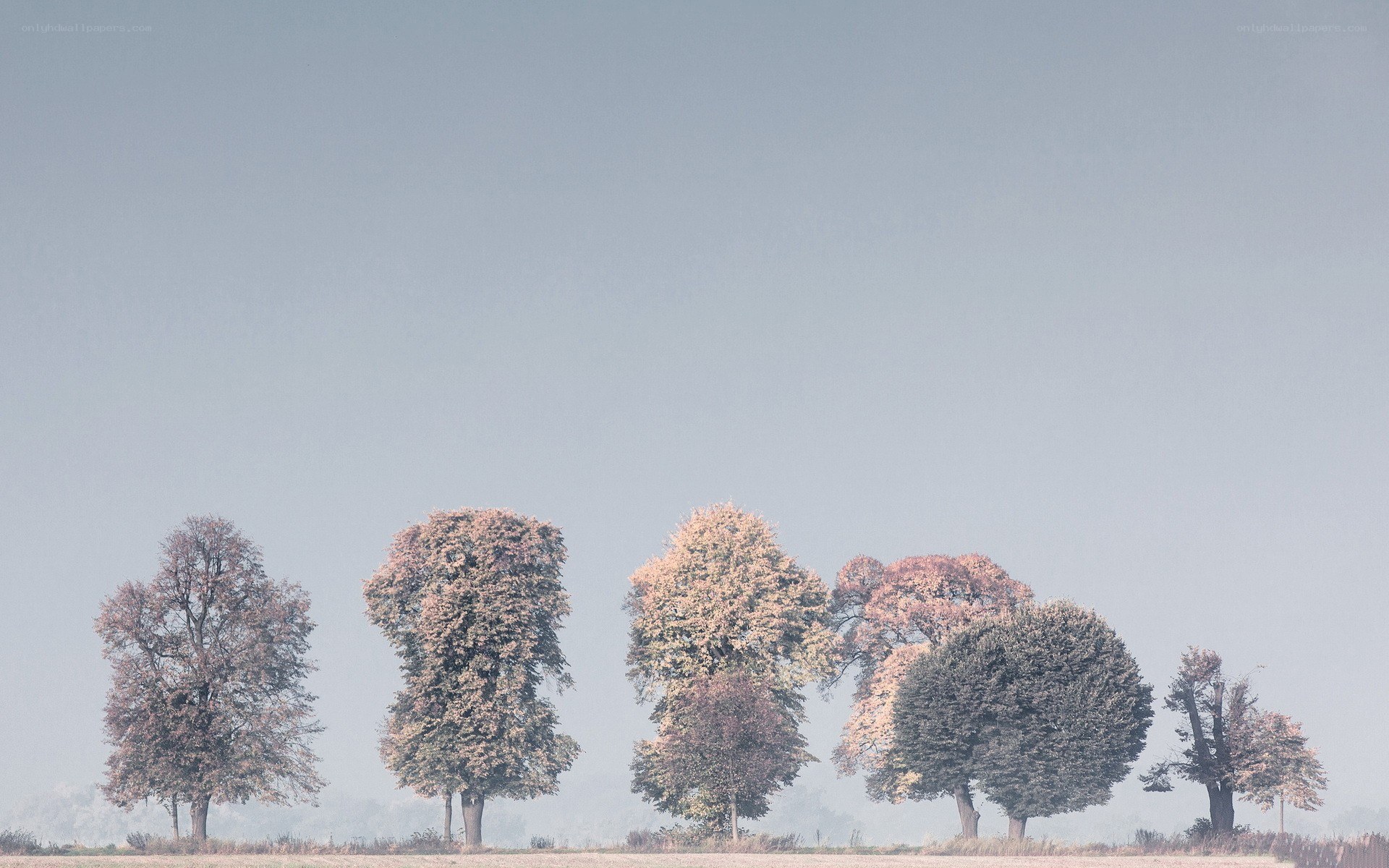 Trees in a misty field
