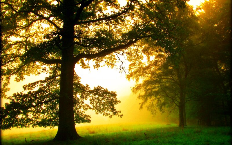 Trees in a Misty Field — Green