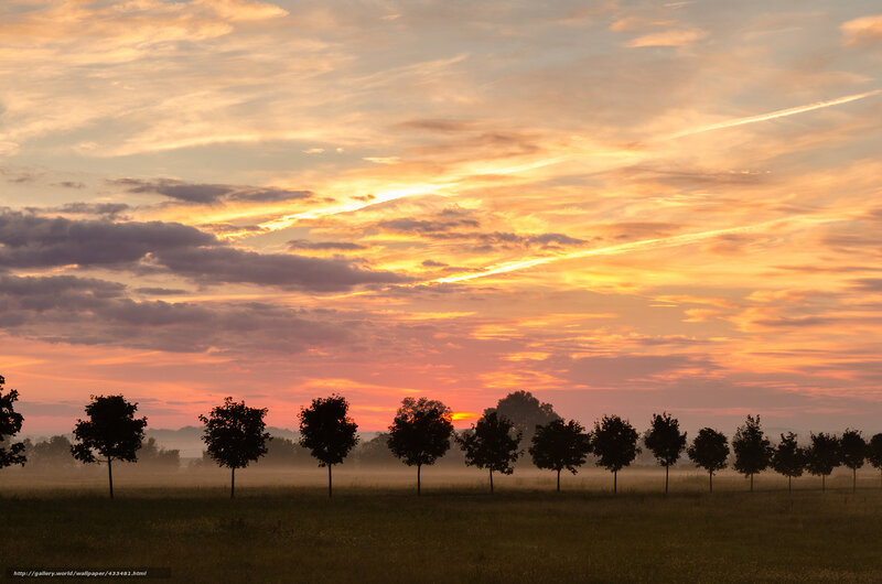 Trees in a Misty Field — Orange, Serene, Sunrise