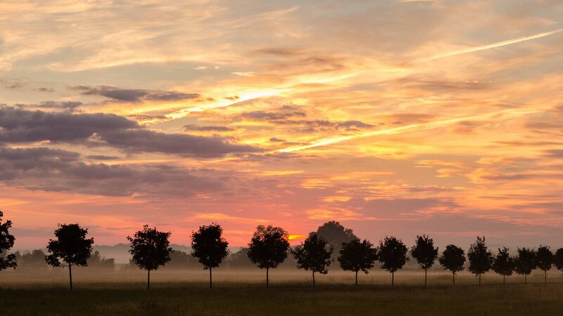 Trees in a Misty Field — Orange, Serene