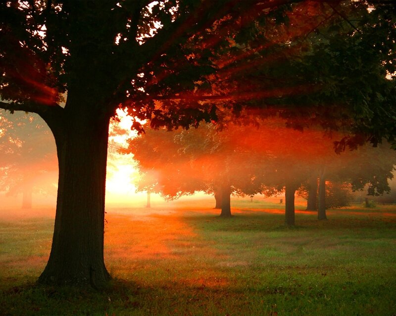 Trees in a Misty Field — Orange