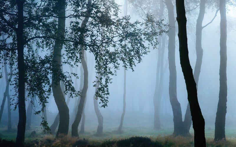 Trees in a Misty Forest — Blue, Morning