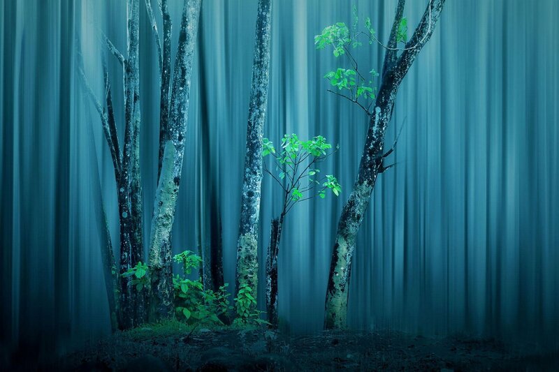 Trees in a Misty Forest — Blue