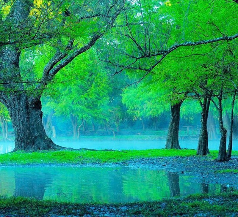 Trees in a Misty Forest — Green