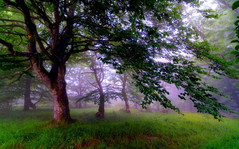 Trees in a Misty Forest