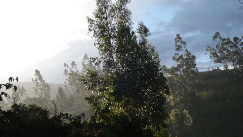 Trees in a misty landscape