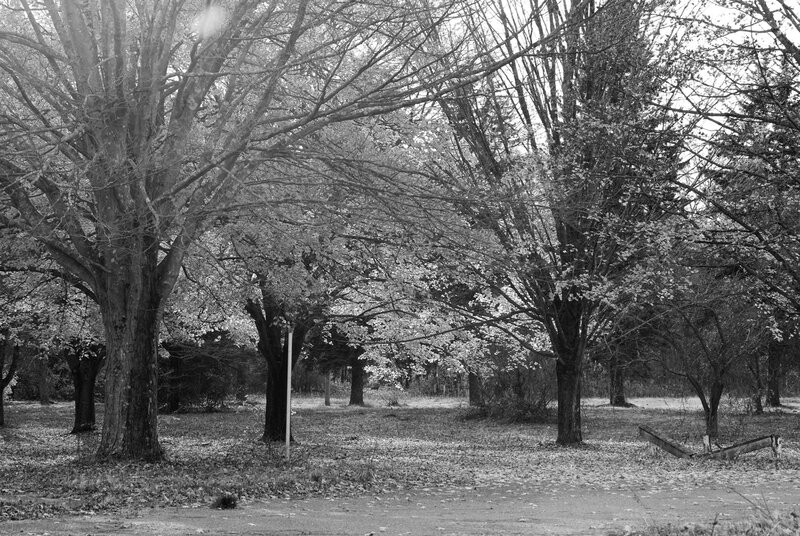trees in a park