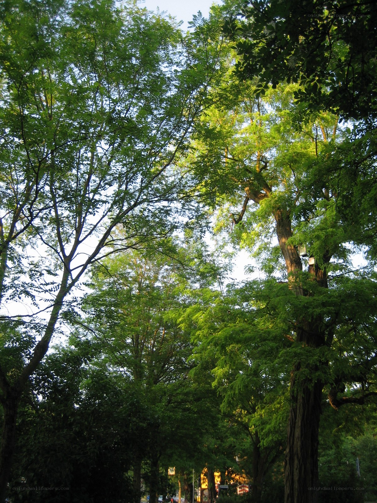 Trees in a park