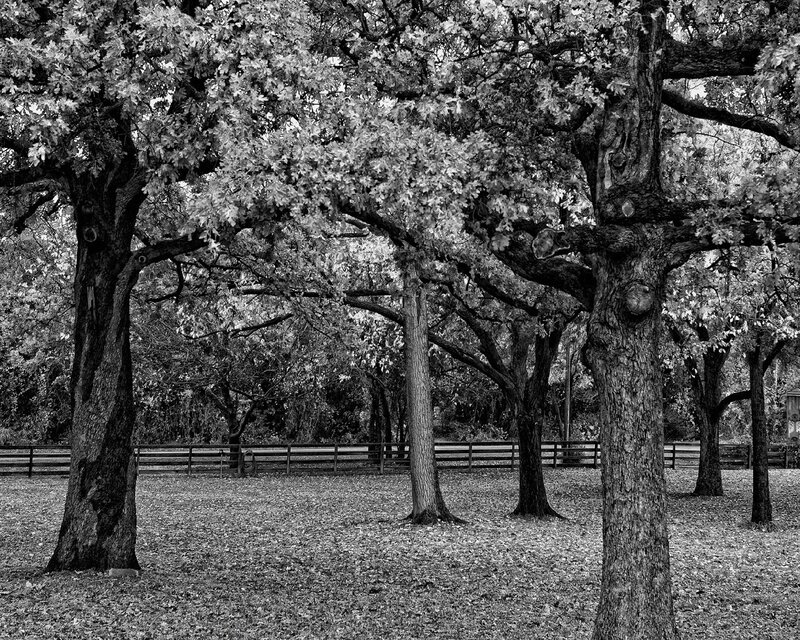 Trees in a park