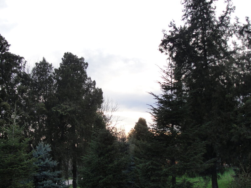 trees in a park at dusk