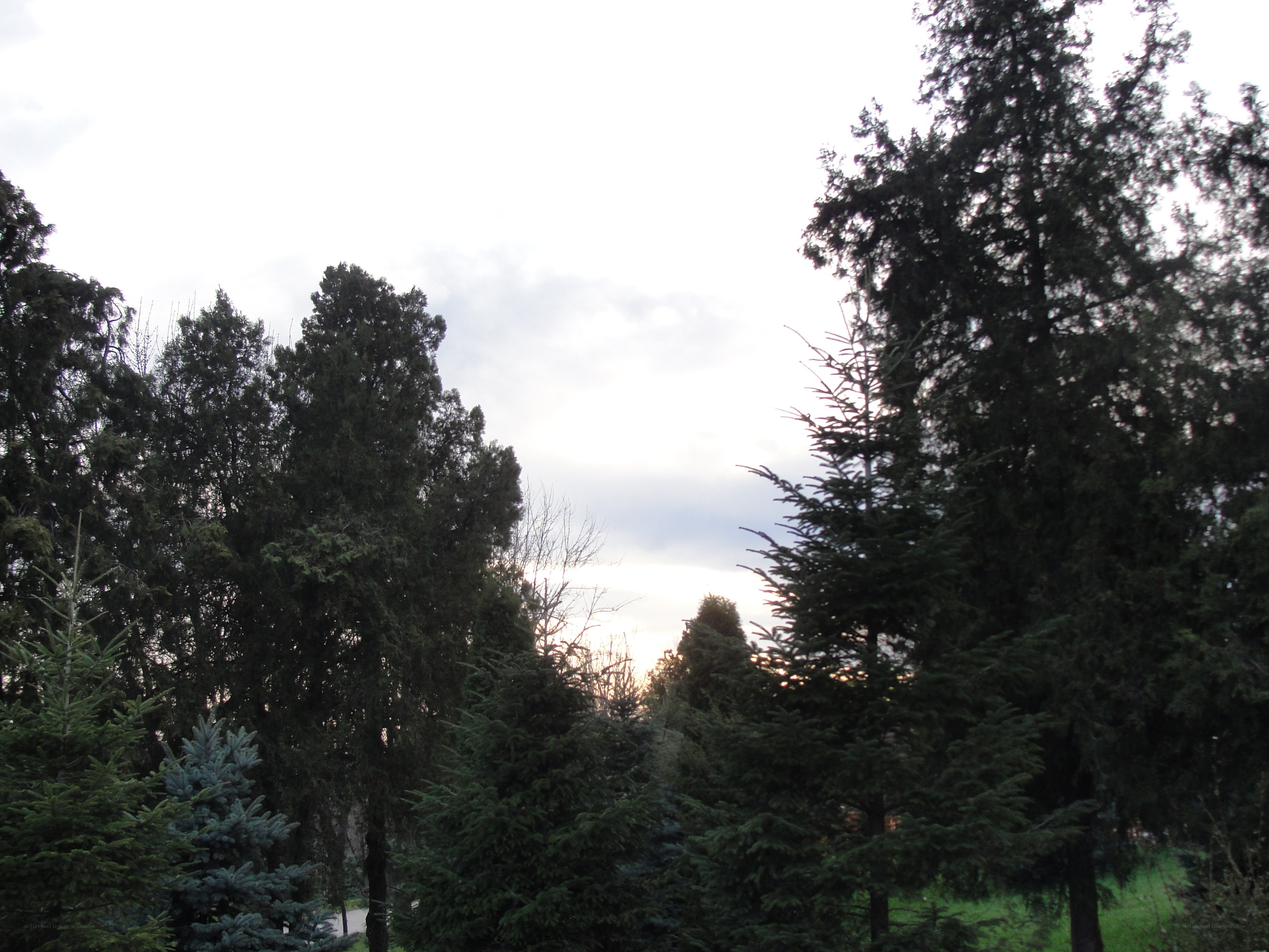 trees in a park at dusk