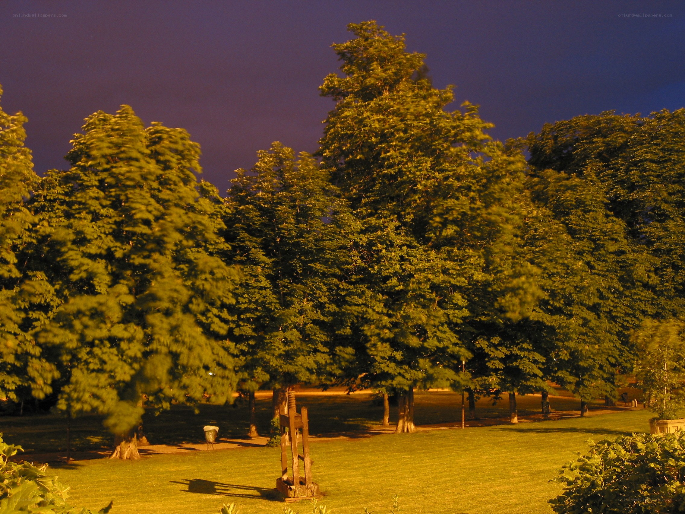 Trees in a park at dusk