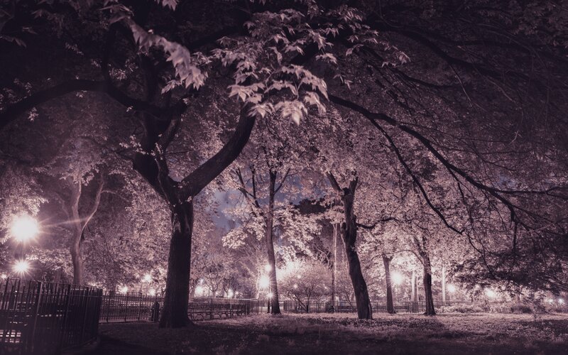 Trees in a Park at Night — Purple