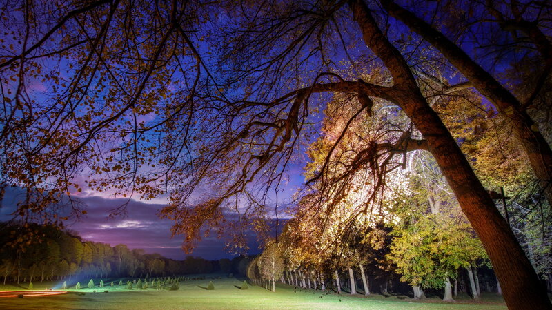 Trees in a Park at Night