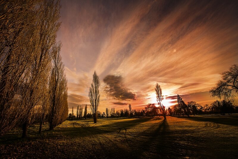 Trees in a Park at Sunset