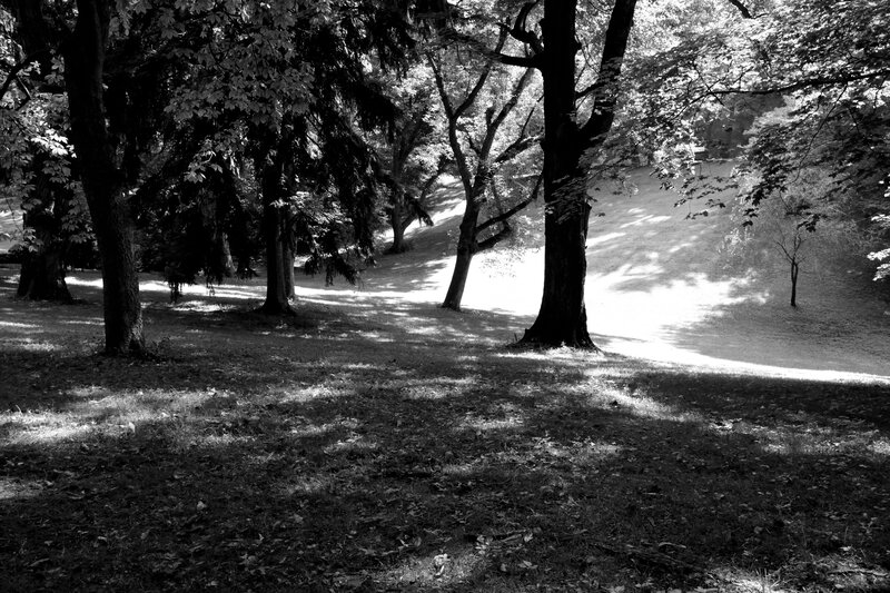 Trees in a Park — Black, Serene, Afternoon