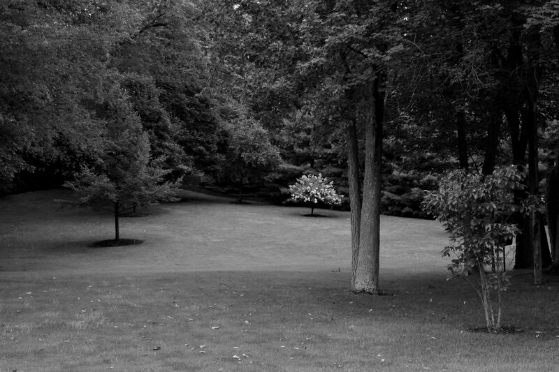 Trees in a Park — Black, Serene, Photograph