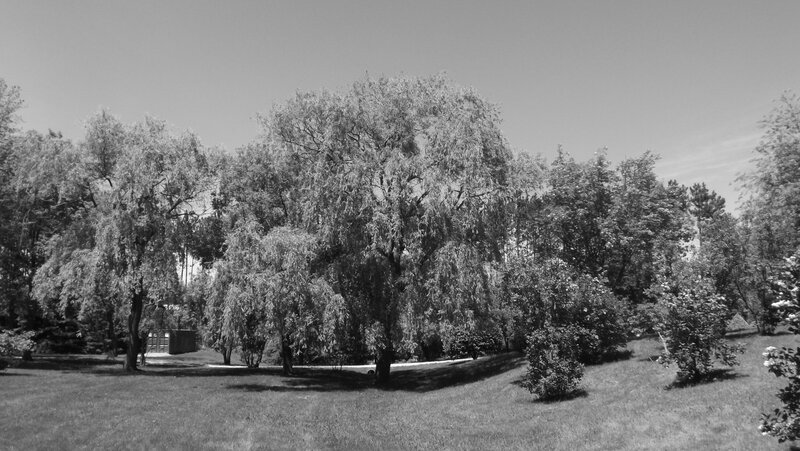 Trees in a Park — Black, Serene