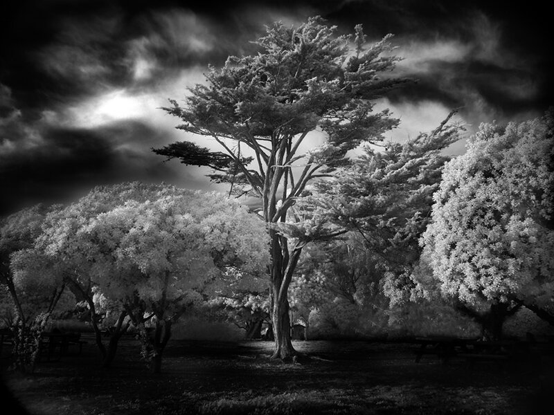Trees in a Park — Black