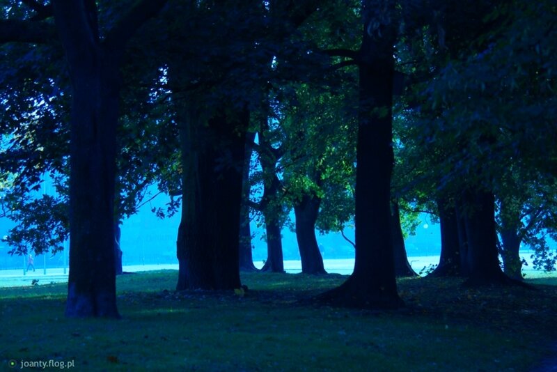 Trees in a Park — Blue, Serene