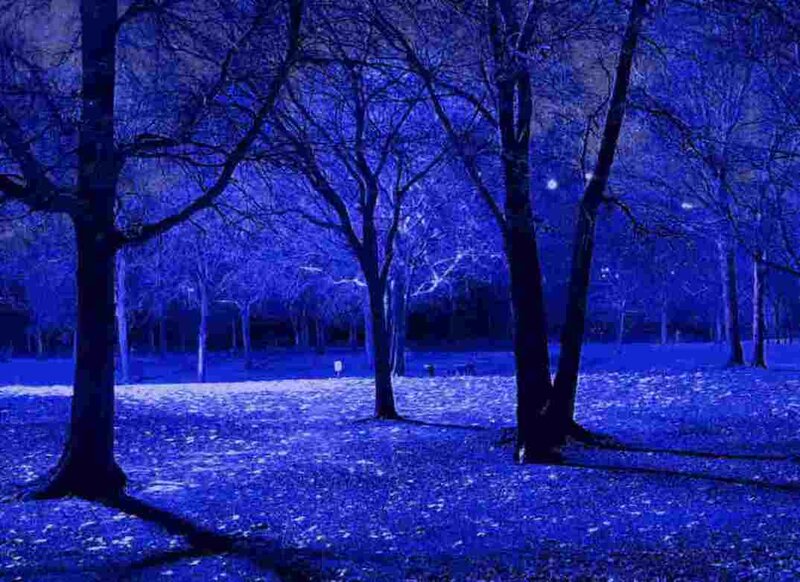 Trees in a Park — Blue
