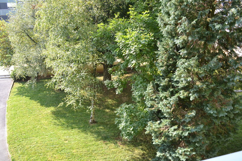 Trees in a Park — Green, Calm