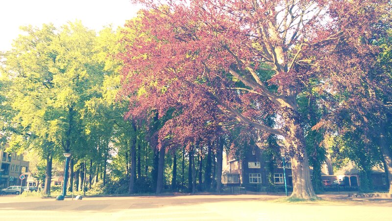 Trees in a Park — Green, Serene, Afternoon, Photograph, Buildings