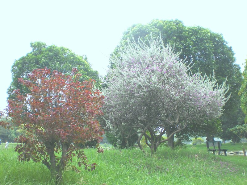 Trees in a Park — Green, Serene, Afternoon, Photograph, Grass, Bench