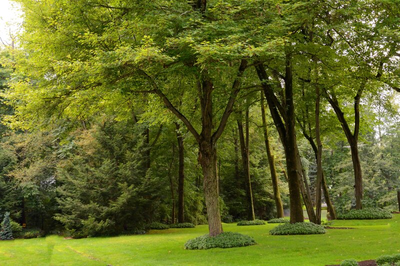 Trees in a Park — Green, Serene, Afternoon, Photograph, Grass, Bushes
