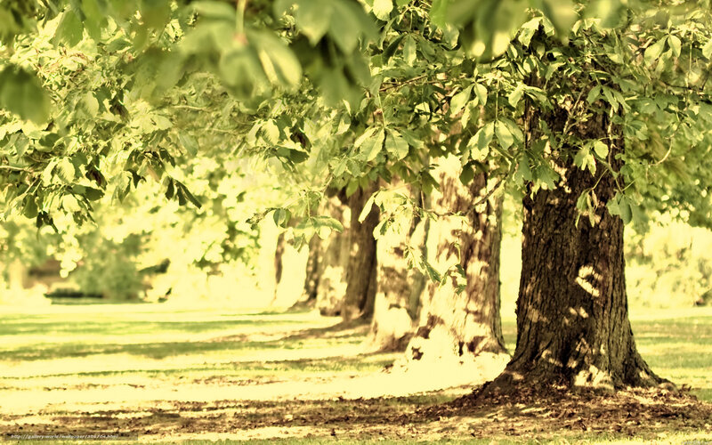 Trees in a Park — Green, Serene, Afternoon, Photograph, Grass, Leaves, Shadows