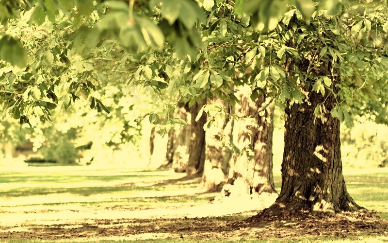 Trees in a Park — Green, Serene, Afternoon, Photograph, Grass, Leaves