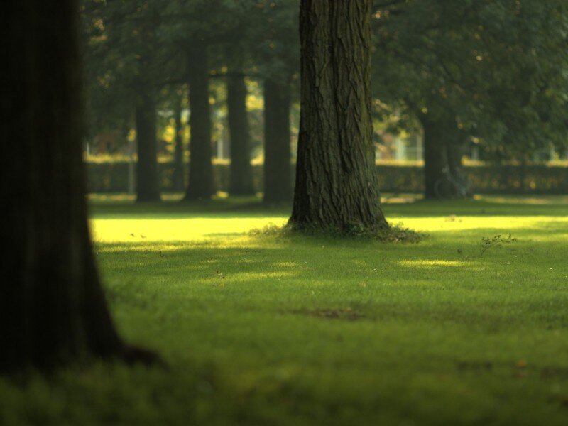 Trees in a Park — Green, Serene, Afternoon, Photograph, Grass, Shadows, Hedge