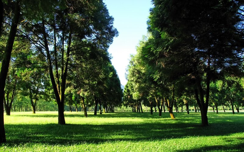 Trees in a Park — Green, Serene, Afternoon, Photograph, Grass, Sky, Blue