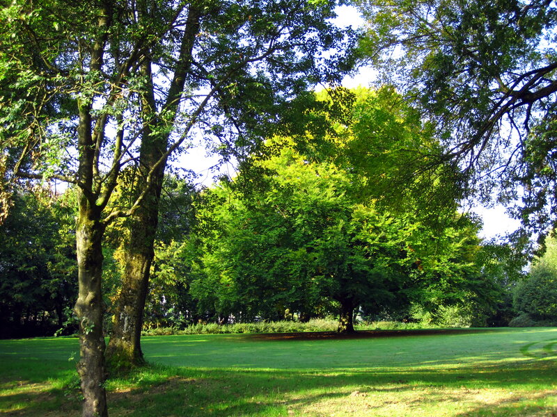 Trees in a Park — Green, Serene, Afternoon, Photograph, Grass, Sky, Shadows
