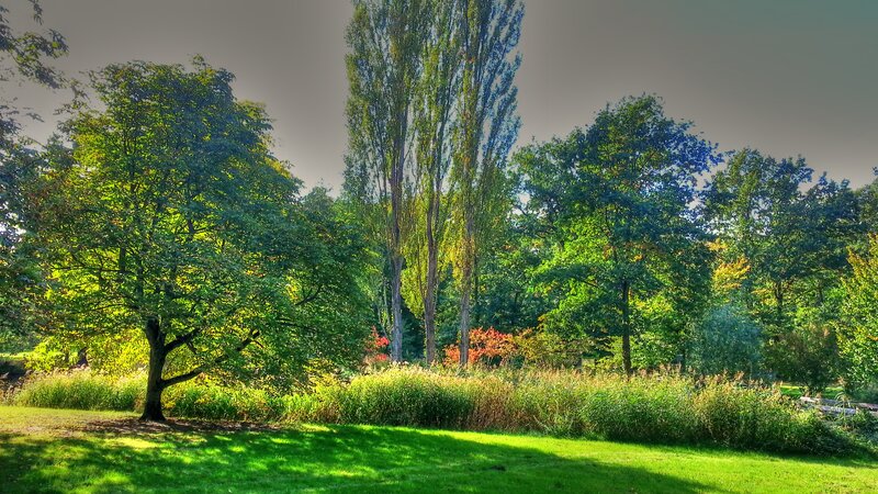Trees in a Park — Green, Serene, Afternoon, Photograph, Grass, Sky