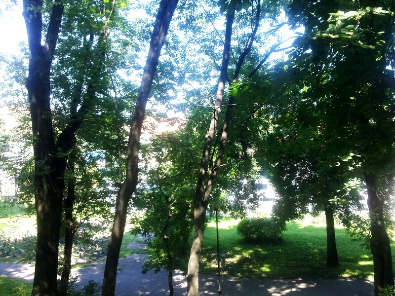 Trees in a Park — Green, Serene, Afternoon, Photograph, Path