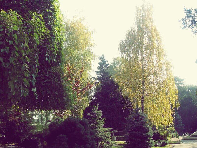 Trees in a Park — Green, Serene, Afternoon, Photograph, Sunlight