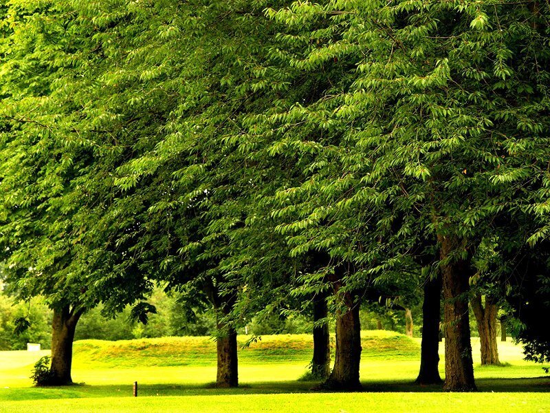 Trees in a Park — Green, Serene, Afternoon