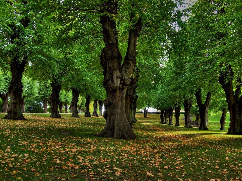 Trees in a Park — Green, Serene, Autumn, Photograph, Grass
