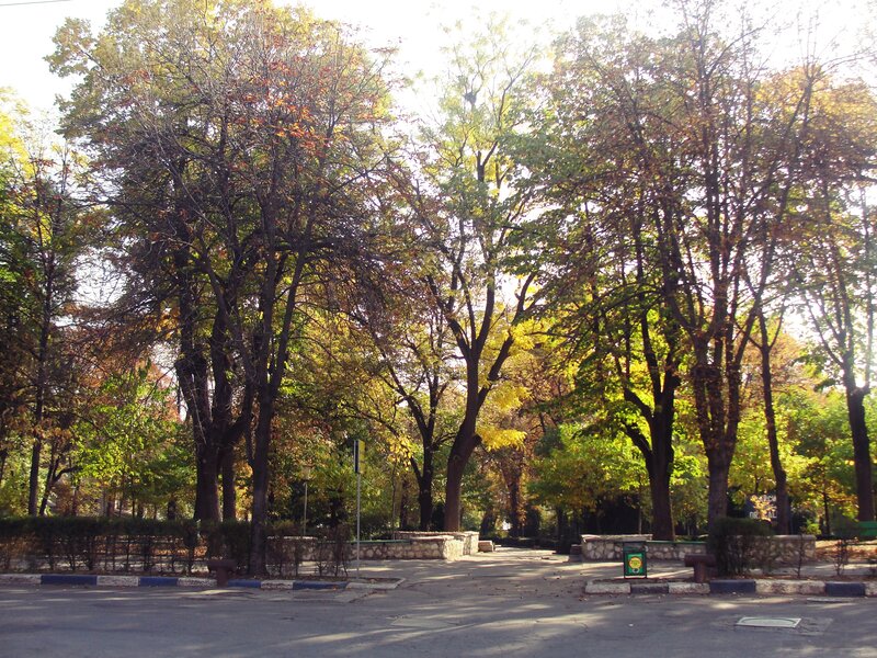 Trees in a Park — Green, Serene, Autumn